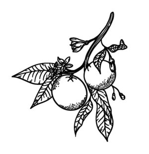 Lueur Organics Grapefruit Hydrosol - Image 3