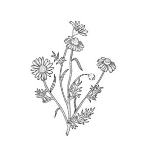 Lueur Organics Chamomile Hydrosol - Image 3
